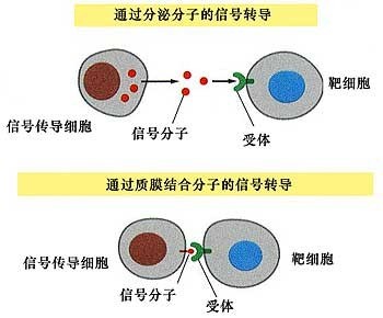强直性脊柱炎的发病率高吗 强直性脊柱炎的发病率高吗