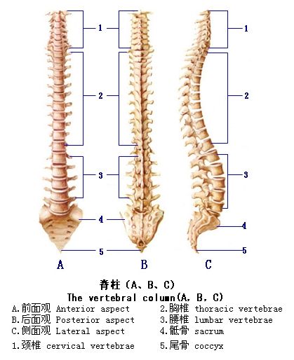强直性脊柱炎的运动疗法 强直性脊柱炎的运动疗法