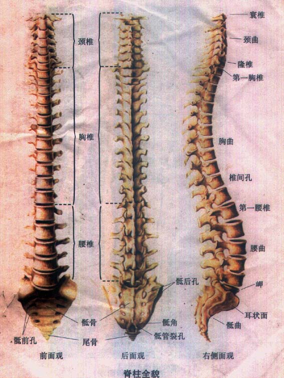 强直性脊柱炎专业医生讲述:强脊炎会对眼睛造成怎样的损害 强直性脊柱炎专业医生讲述:强脊炎会对眼睛造成怎样的损害