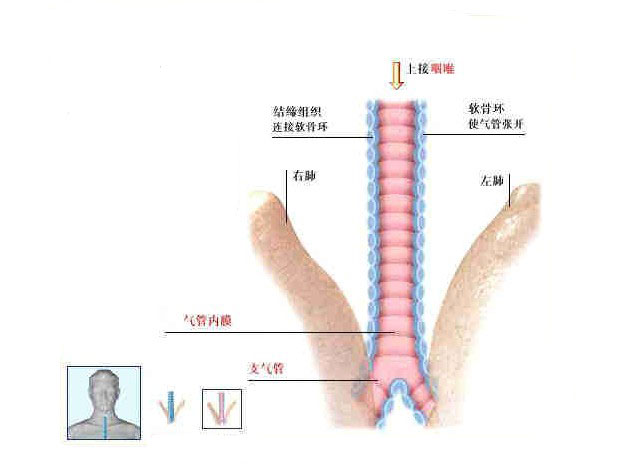 强直性脊柱炎的后果严重吗 强直性脊柱炎的后果严重吗