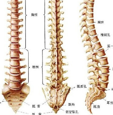 郑州风湿病医院医生解析强直性脊柱炎的生活饮食方案 郑州风湿病医院医生解析强直性脊柱炎的生活饮食方案