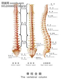 常规强直性脊柱炎检查包括什么项目 常规强直性脊柱炎检查包括什么项目